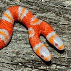 ECCO2K - CHAMPION (LEAK!!!!!!!!!!!!!!!!