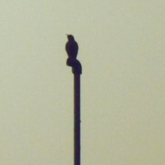 Passenger - Circles cover