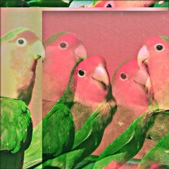 Document D'Oiseaux