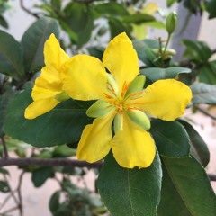 ក្រមំុរើសប្តី