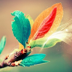 1 an d' Easy'Covers - Sélection