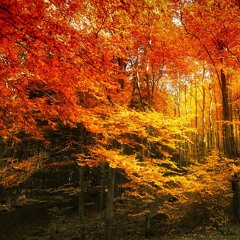 Mimatru - Automn