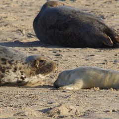 Grey Seals At Winterton 2 Dec 2017 Stereo