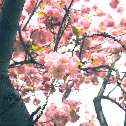 Mental Intervention (Prod. - $wedo Beats)