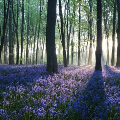 home of the wanderers