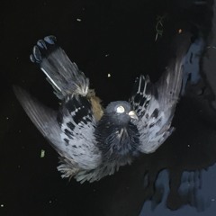 Dinomite - Wessel & Hans