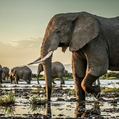 Elephant Refugees - Opening Titles (orchestral; african; nature; drums; cinematic; synth; triumph)