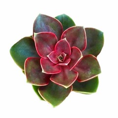 你微笑的臉龐（阿牛蔣沐函，林一然）