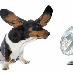 Nevets - Fly With Me (Nevets Deep Dub)