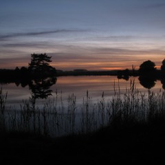 Holkham Geese