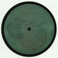 Fossil Archive 007 - Roberto - Pecten Gibbus