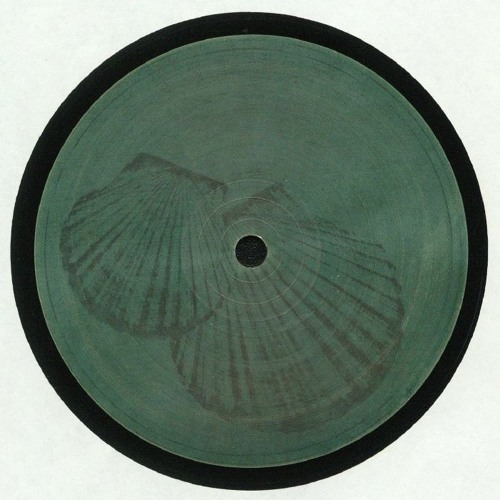 Fossil Archive 007 - Roberto - Pecten Gibbus