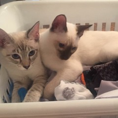 December Tracks for Cool Cats