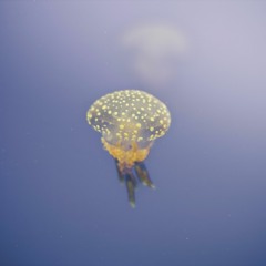 Levitating- Xenia Rubinos, Sammus, Olga Bell