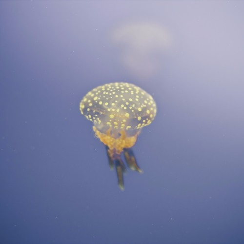 Levitating- Xenia Rubinos, Sammus, Olga Bell