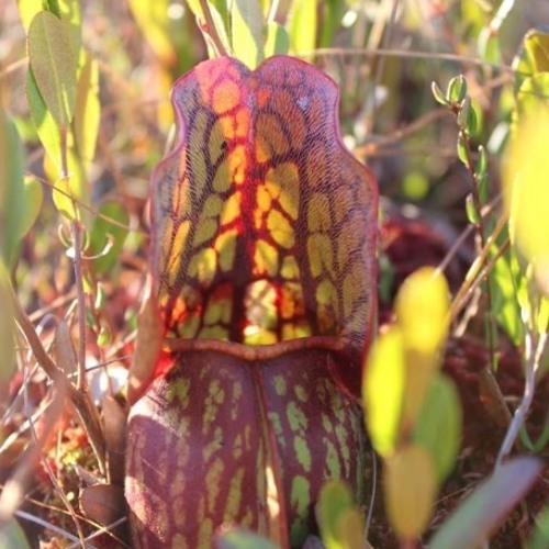Pitcher Plant