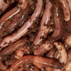 Worms