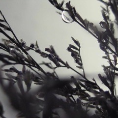 the soul in the rainy days