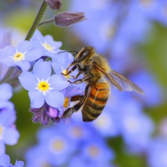 Dance of the Honeybees