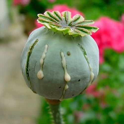 Amazon.com: Unwashed Poppy Seeds Bulk
