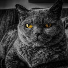 TRASHMIND-Doze X DALZI