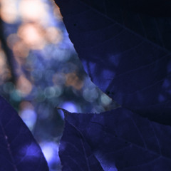 Sun Don't Shine (feat. olive b)