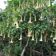 Black T & Sugar S - Scopolamine (The Devil's Breath)