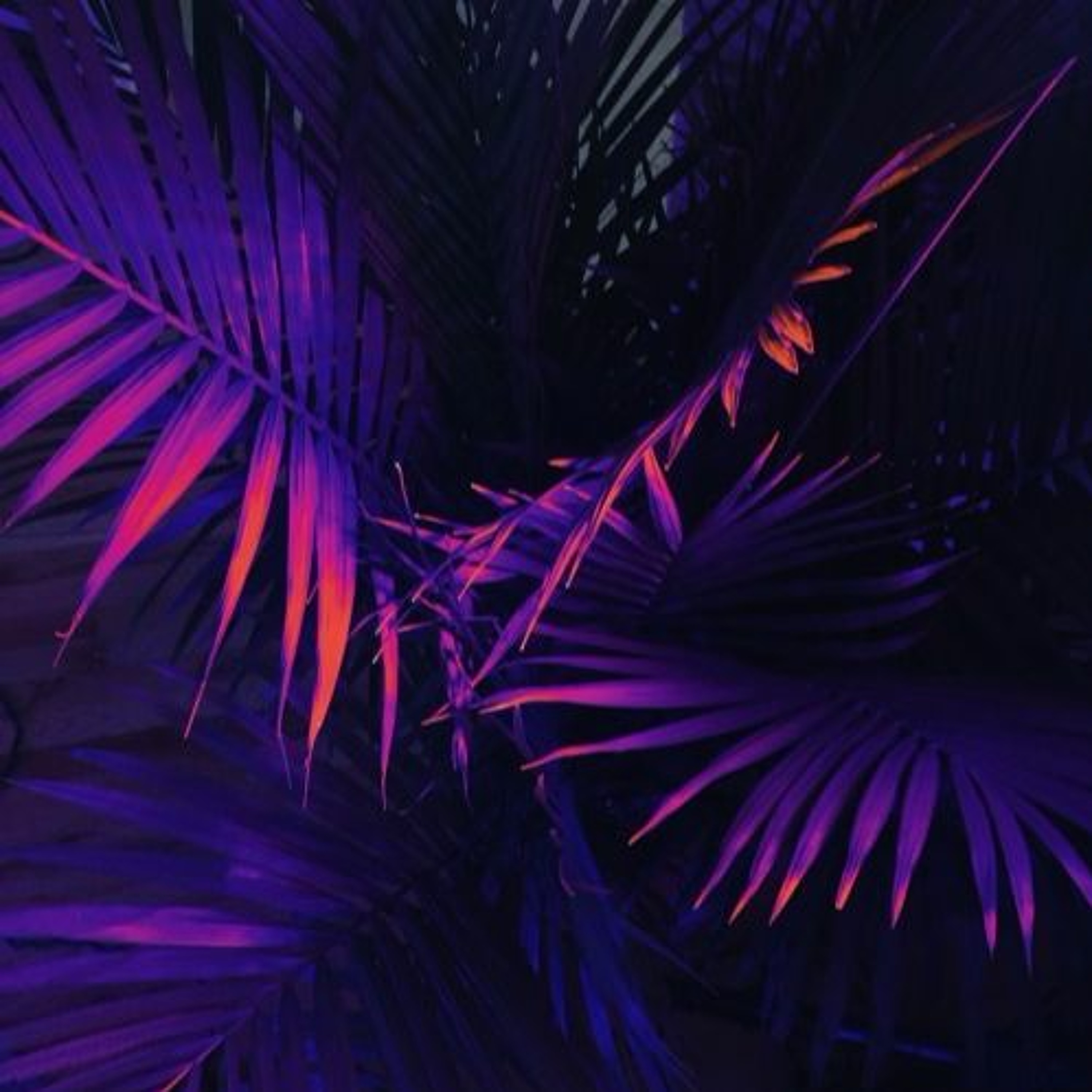 Purple Tropical episode artwork