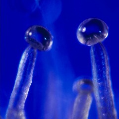 Goantanamo - Reality Is Overrated