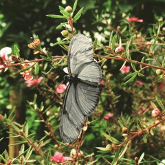 No Regrets (original)