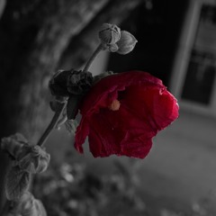 lofi