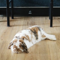 Geluid #6: snurkend konijn