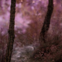 repose
