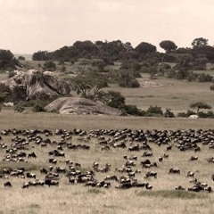 Soundtrack: Serengeti Park