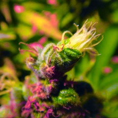 Bud 1