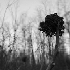 Authors ft. Lord Apex (prod. By coletonchrxtian)