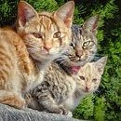 "Cat" the cat Groove (collab with "Anybody want this groove" by Greg Savin)