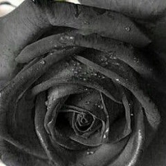 Rosa Negra