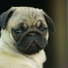 Bara Love Blast Dogges (Acoustic)