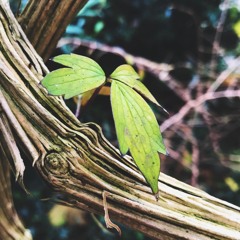 DuPorus December 2017 Mix