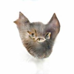 Acodreon - Sith Tit Shit Shit Blow My Whistle Bitx0E