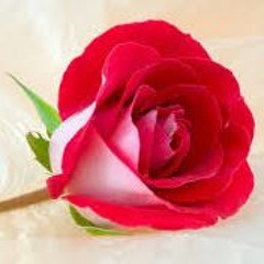 الإسراء ، المنشاوي