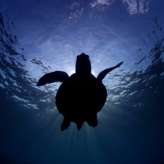 seaturtle