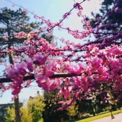 Pink Tree (VIDEO IN DESCRIPTION)