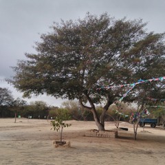 Amanhecer Pássaros Várzea Nova 5