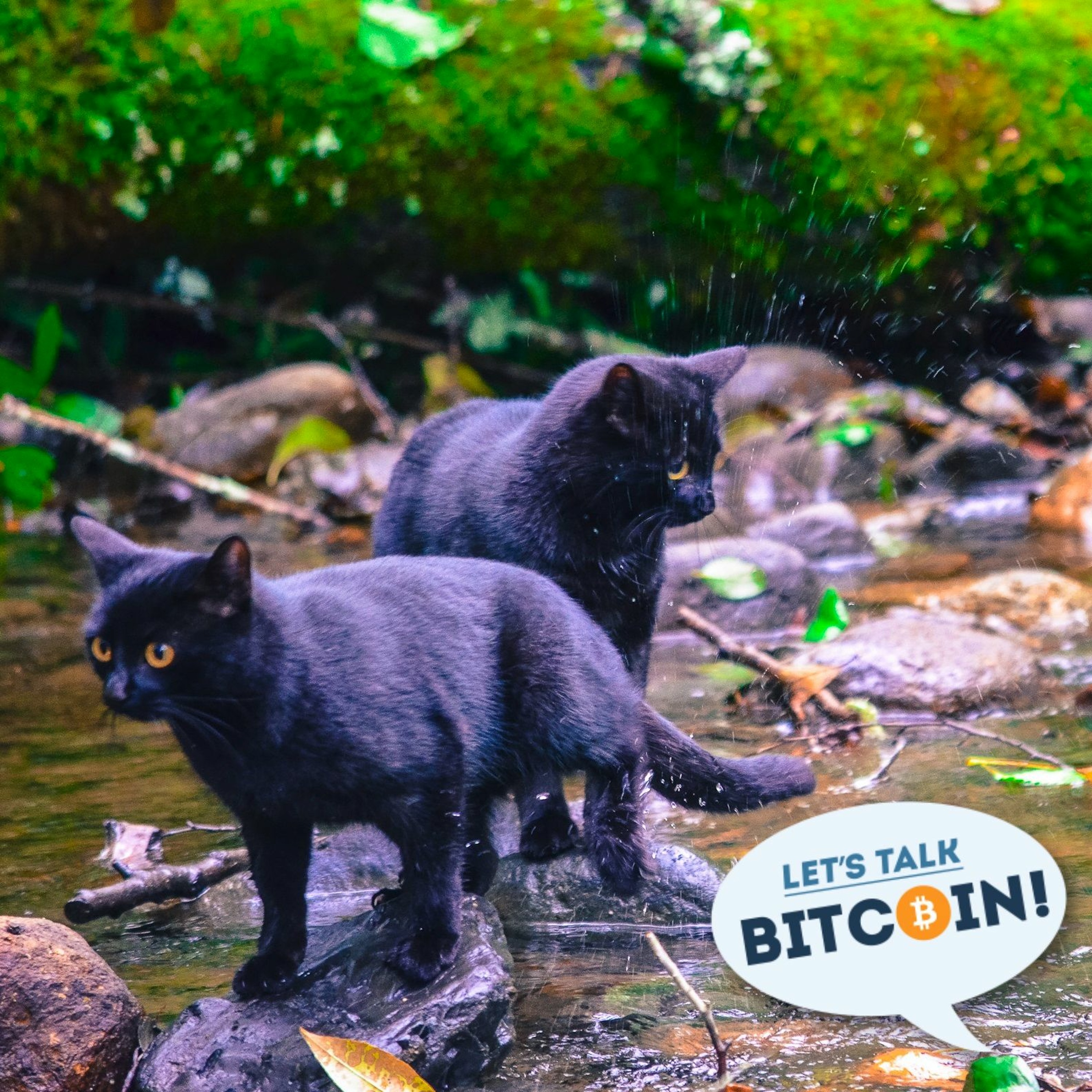 Let's Talk Bitcoin! #349 - A Little Diversion