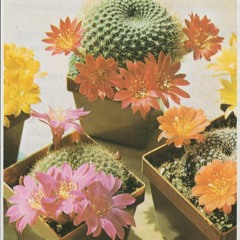 Indigo kids ov infinite kool