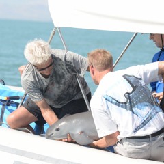 Rescuing the Elusive Vaquita