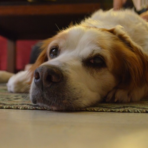 TheDoggo