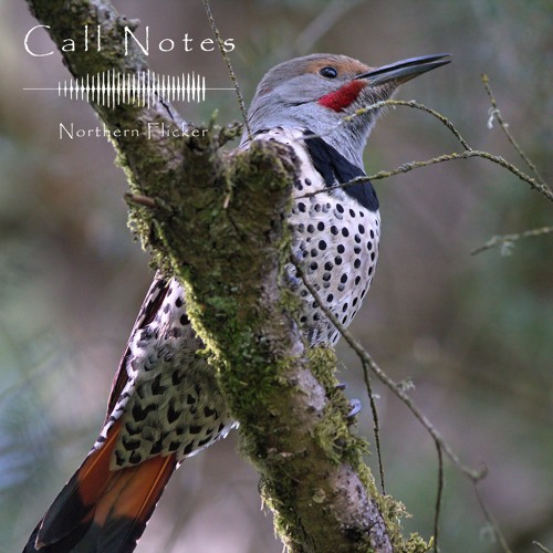 'Call Notes' Episode 9 -- Northern Flicker
